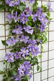 Clematis Boulevard&reg; Olympia&trade;