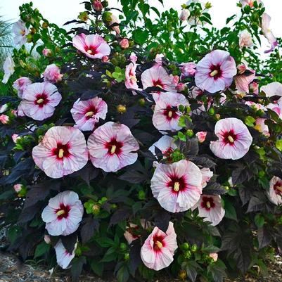 Hibiscus Summerific&reg; Perfect Storm