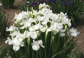 Iris sibirica Swans in Flight