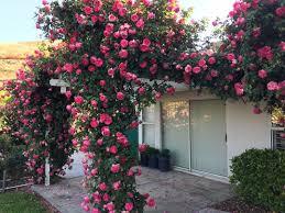 Rosa Eden Climber&reg; Pretty in Pink