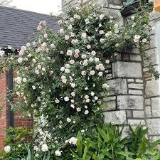 Rosa White Dawn