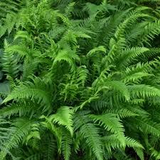 Thelypteris decursive-pinnata 