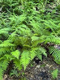 Thelypteris noveboracensis 