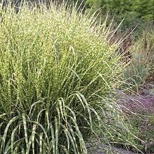 Miscanthus sinensis Bandwidth