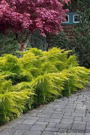 Juniperus chinensis Gold Coast&reg;