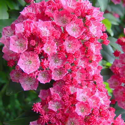 Kalmia latifolia Pink Charm
