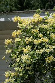 Lonicera periclymenum Scentsation