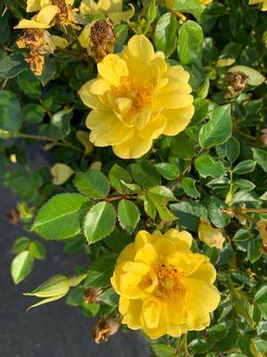 Rosa Oso Easy Lemon Zest&reg;
