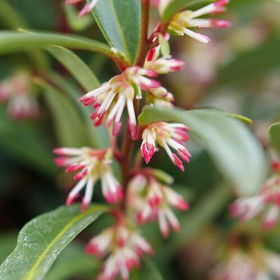 Sarcococca hookeriana Sweet & Lo&trade;