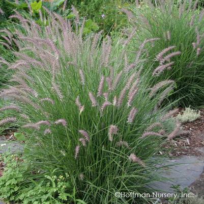 GR-Pennisetum o. Karley Rose 