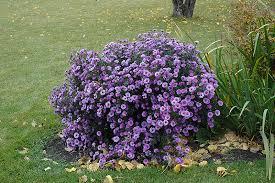 Aster novae-angliae 