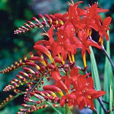 Crocosmia aurea Lucifer