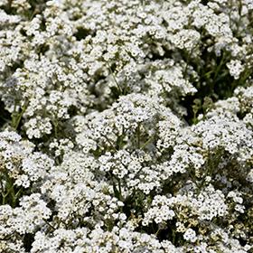 Gypsophila paniculata Festival Star&trade;