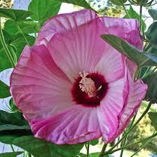 Hibiscus moscheutos Luna&trade; Pink Swirl