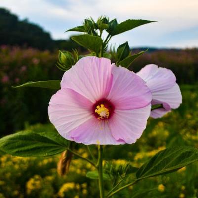 Hibiscus moscheutos Luna&trade; Rose