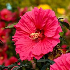 Hibiscus Watermelon Ruffles