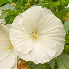 Hibiscus moscheutos Marshmallow Moon