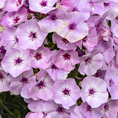 Phlox paniculata Garden Girls&trade; Fancy Girl