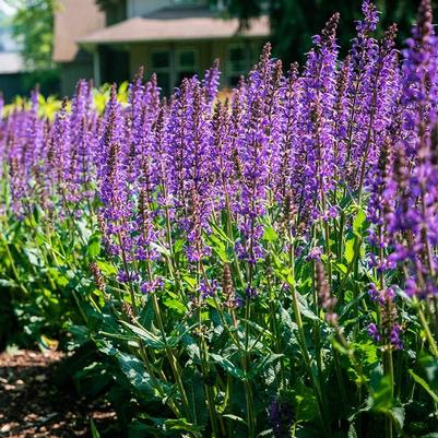 Salvia nemorosa Blue by You