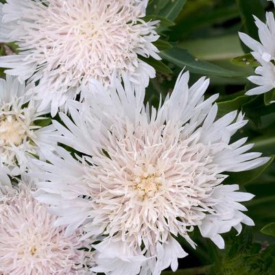Stokesia laevis Silver Moon