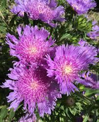 Stokesia laevis Klaus Jelitto