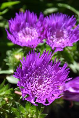 Stokesia laevis Honeysong Purple