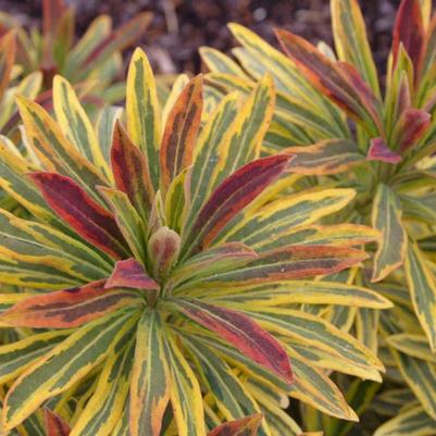 Euphorbia x martinii Sahara&trade; Ascot Rainbow