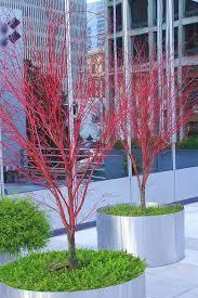 Acer palmatum Sango kaku