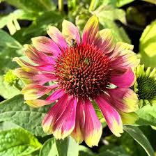 Echinacea purpurea Prairie Blaze&trade; Vintage Lime