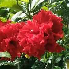 Hibiscus rosa-sinensis Double Red