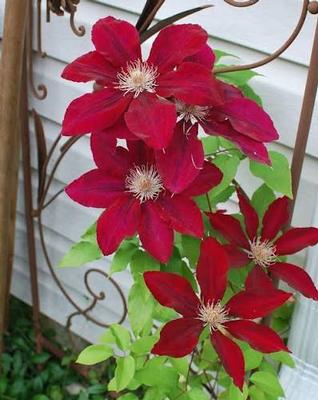 Clematis Rebecca