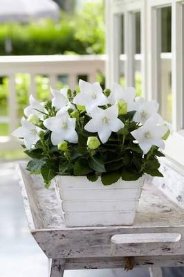 Platycodon grandiflorus Astra White