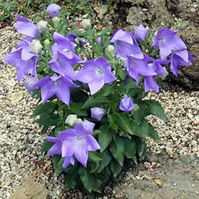 Platycodon grandiflorus Sentimental Blue