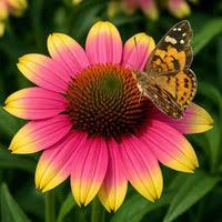 Echinacea Kismet&reg; Pink Lemonade
