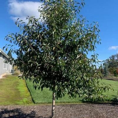 Nyssa sylvatica Northern Splendor™