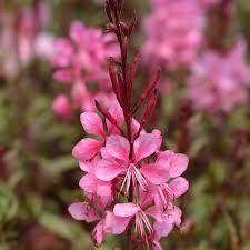 Gaura lindheimeri Steffi&trade; Blush Pink