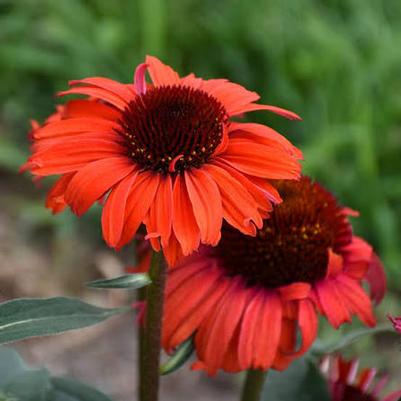 Echinacea Eye-Catcher&trade; Tanager