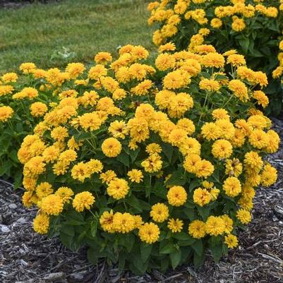 Heliopsis helianthoides Rays for Days