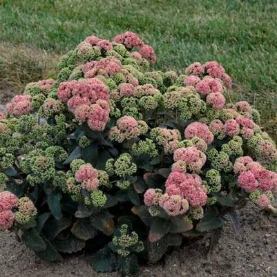 Sedum Coraljade
