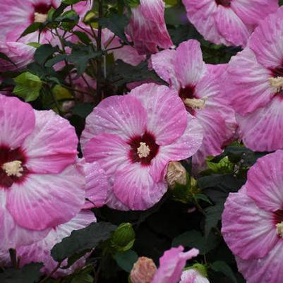 Hibiscus Summerific&reg; Spinderella