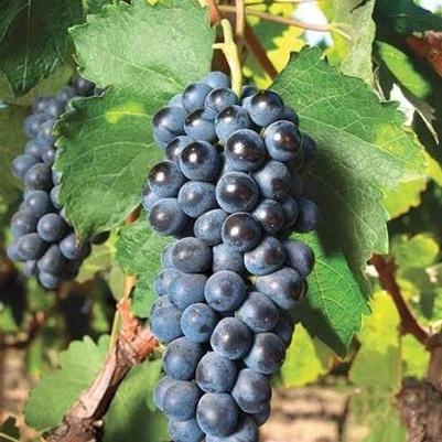 Vitis labrusca Concord Seedless