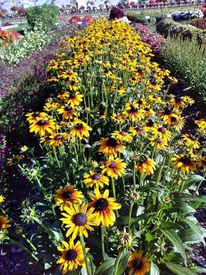 Rudbeckia Suntacular
