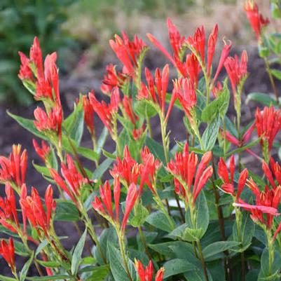 Spigelia marilandica Orange Slices