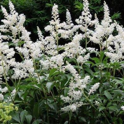 Astilbe chinensis Visions in White