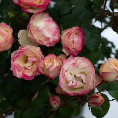 Rosa Enchanted Meadow™