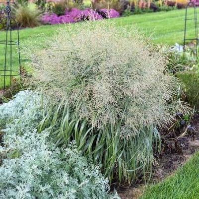Panicum virgatum Prairie Winds&reg; Niagara Falls