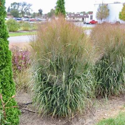 Panicum virgatum Prairie Winds&reg; October Sky