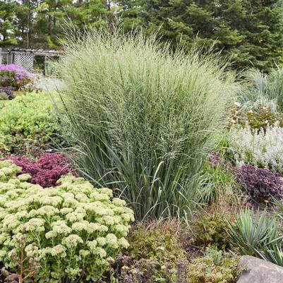 Panicum virgatum Prairie Winds&reg; Totem Pole