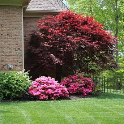 Acer palmatum Emperor 1&reg;