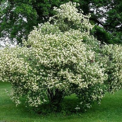 Cornus racemosa 
